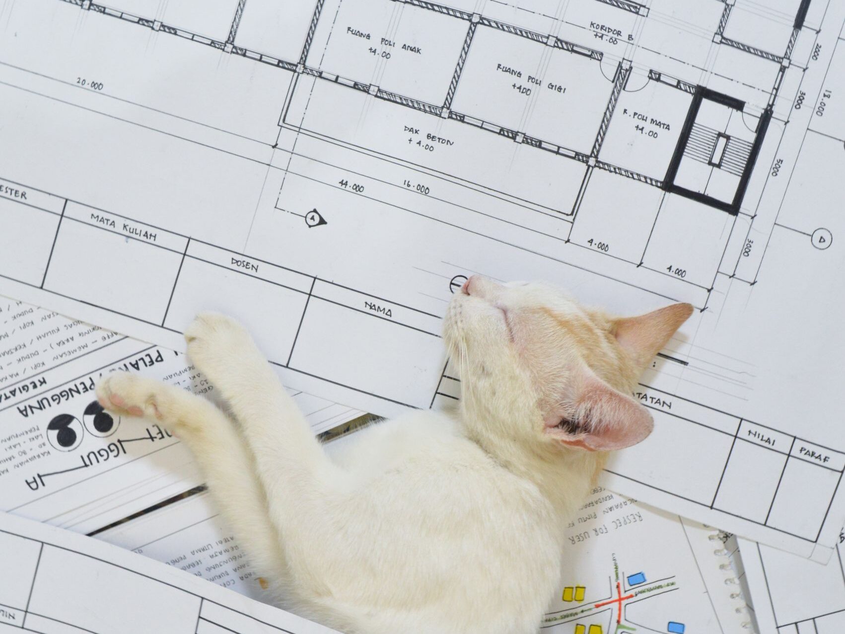 Cat resting on architectural blueprints.